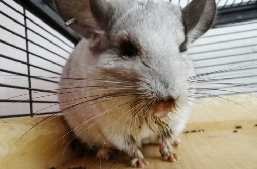 Colds in chinchillas
