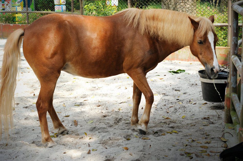 Colic: an internal intestinal blockage in a horse