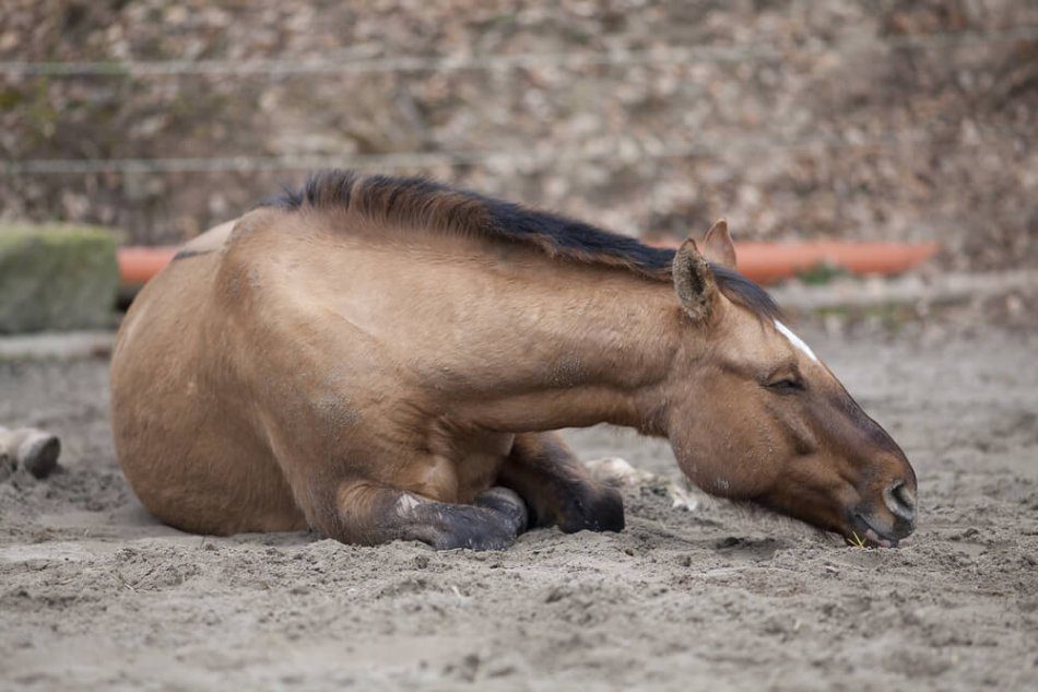 Colic: an internal intestinal blockage in a horse