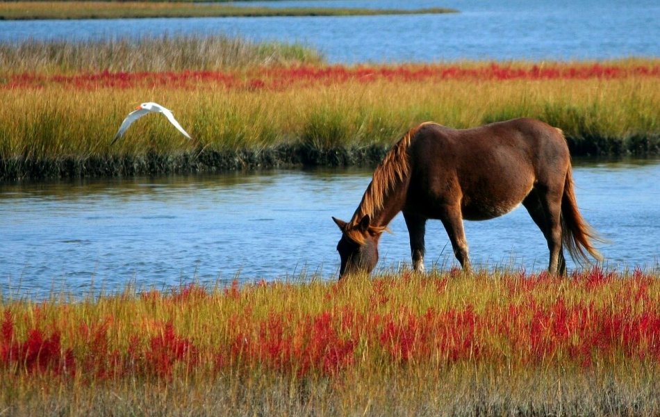 Colic in horses