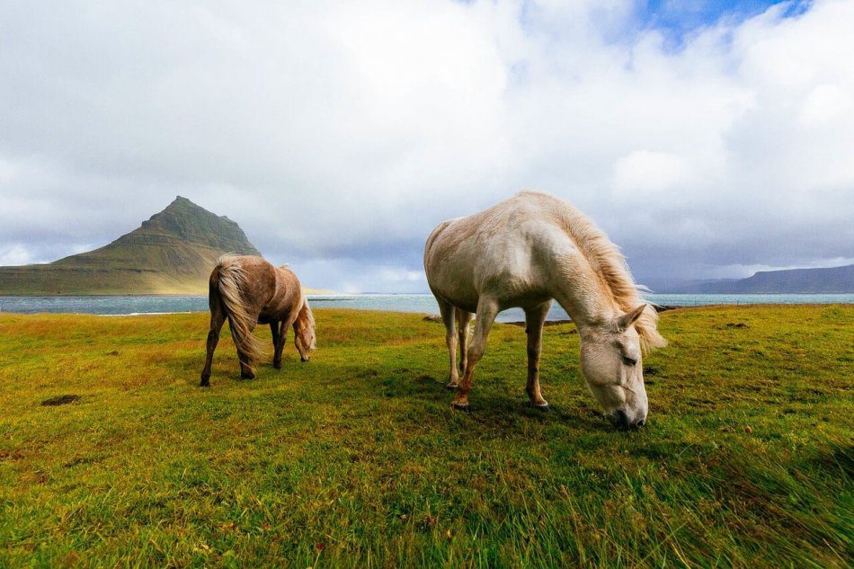 Colic in horses