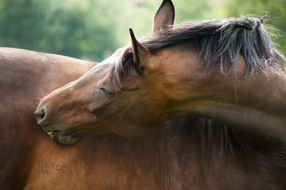 Colic in horses. Coprostasis