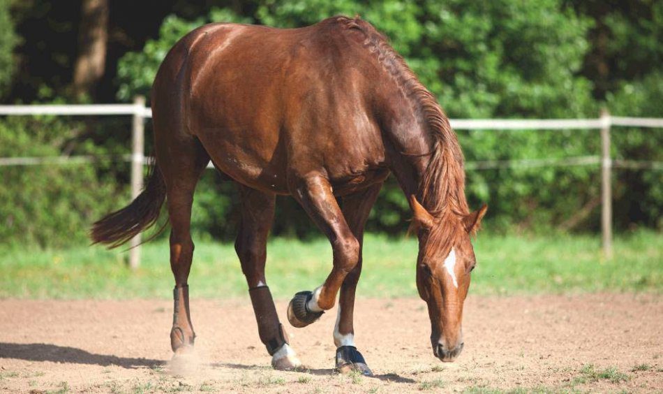 Colic in horses. Coprostasis