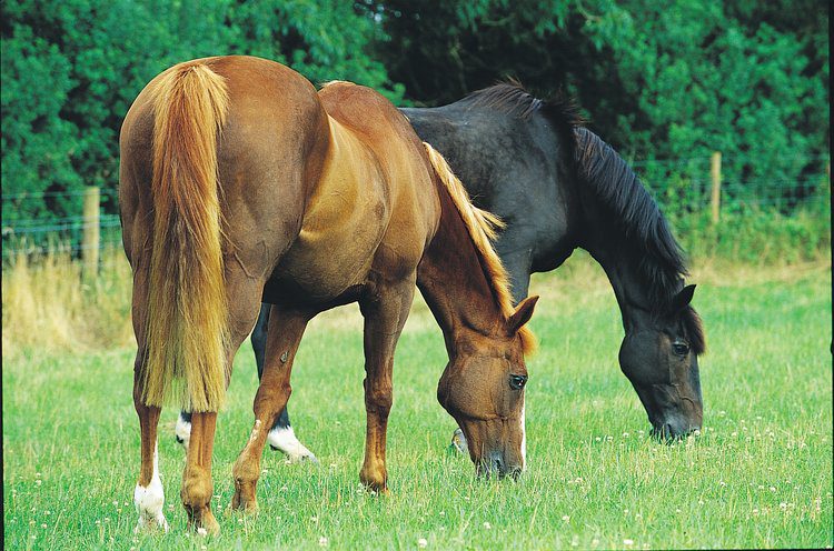 Colic in horses. Coprostasis