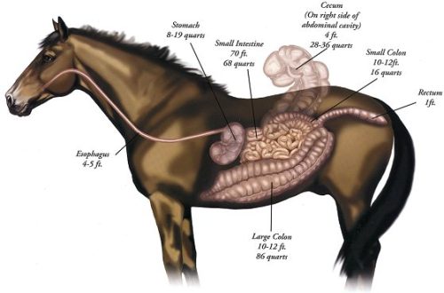 Colic in horses. Coprostasis