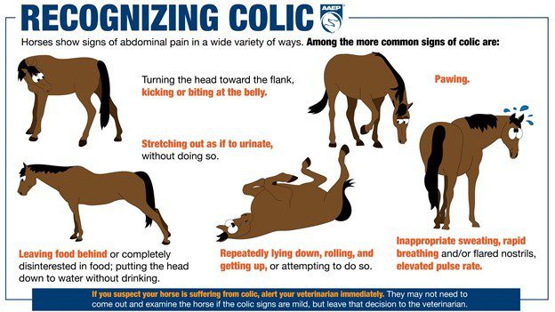 Colic in horses