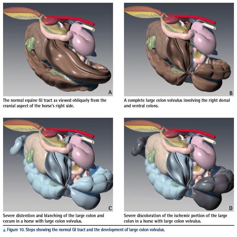 Colic. Volvulus and intestinal entanglement in a horse