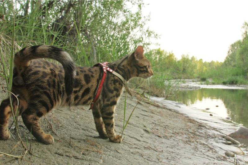 Collar with GPS tracker for a cat