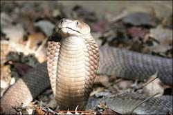 Collared cobra