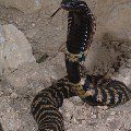 Collared cobra