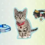 Collars for cats