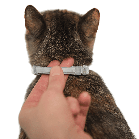 Collars for cats