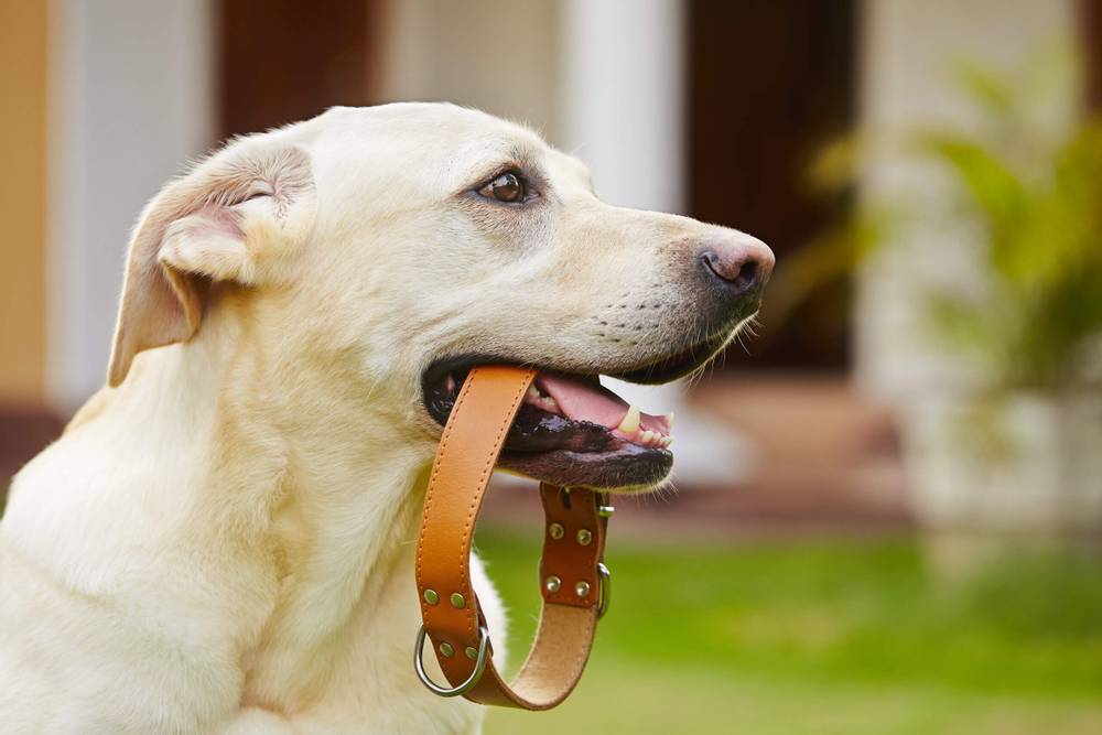 Collars for dogs &#8211; which one to choose?