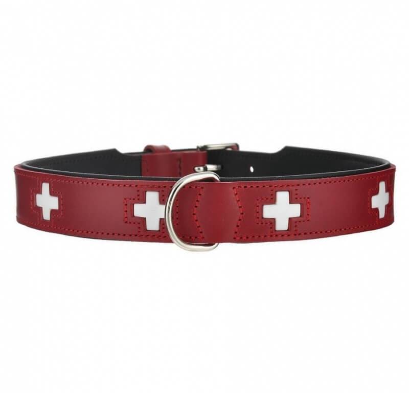 Collars for dogs - which one to choose?