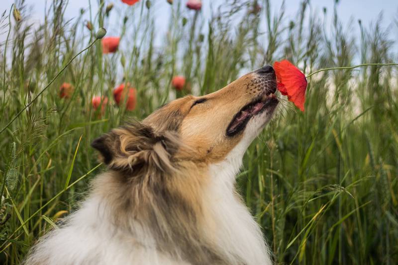 Rough Collie smelling a flower