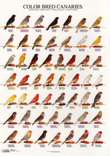 Colored canaries