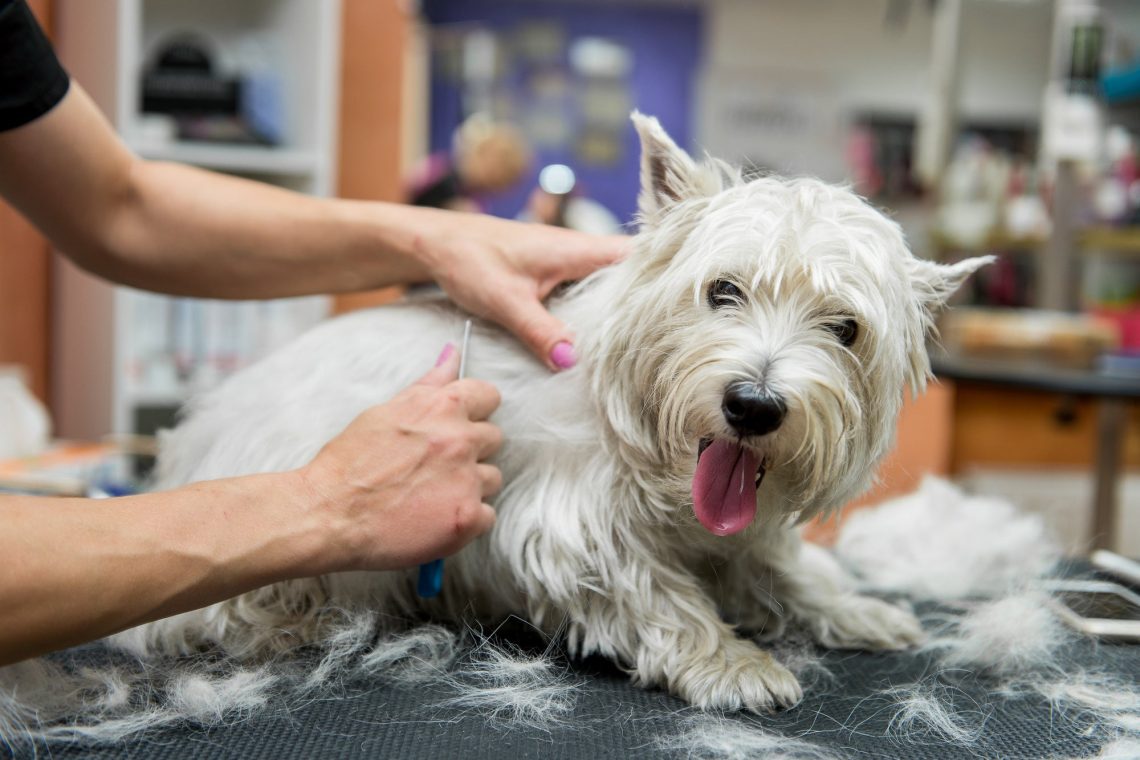 Common dog grooming mistakes