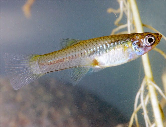 common gambusia