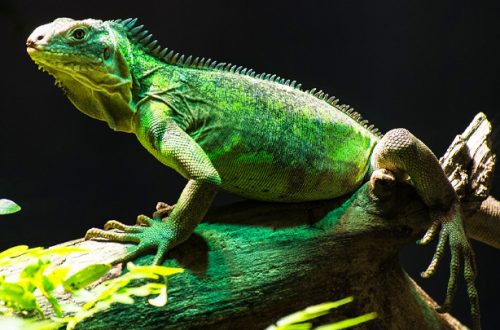 Common iguana: maintenance and care at home