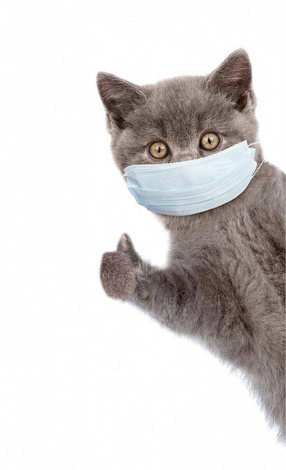 Common Kitten Diseases
