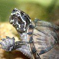 Common musk turtle