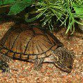 Common musk turtle