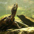 Common musk turtle