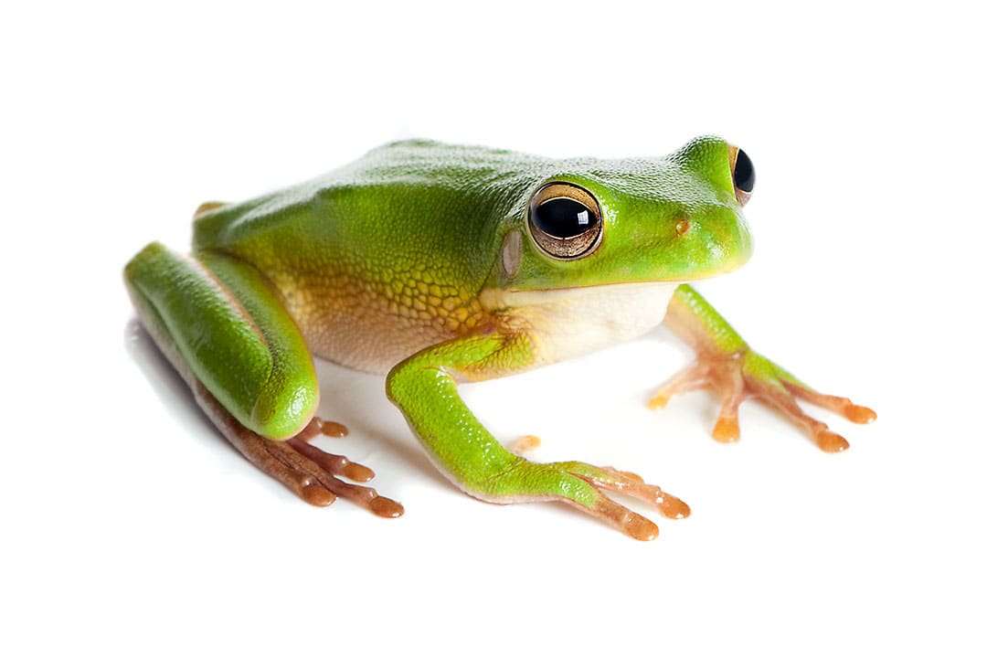 Common tree frog: maintenance and care at home