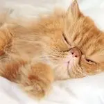 Commonly ill cat breeds named
