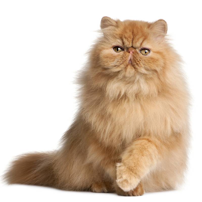 Commonly ill cat breeds named