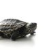 The habits and behavior of turtles