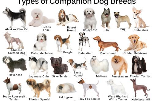 Companion dog breeds