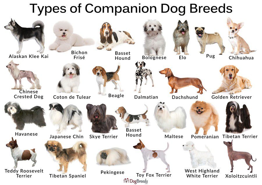 Companion dog breeds