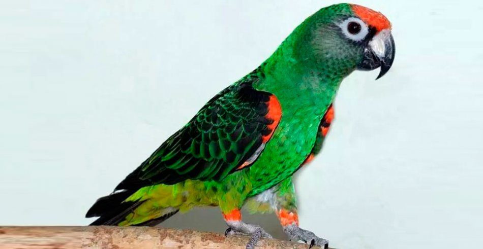 Congo Parrot (Poicephalus gulielmi)