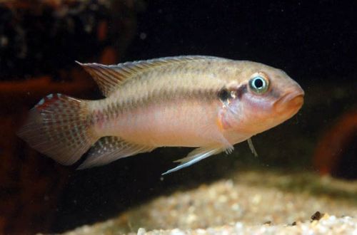 Congochromis sabina