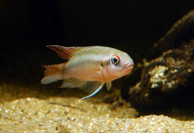 Congochromis sabina