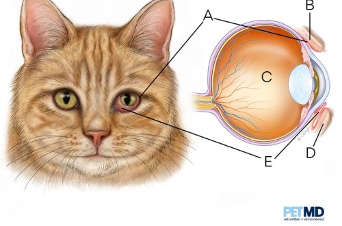 Conjunctivitis in cats