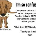 Consistency and consistency in dog training