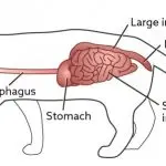 Constipation in a cat or a cat: what to do?