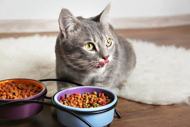Constipation in a cat or a cat: what to do?