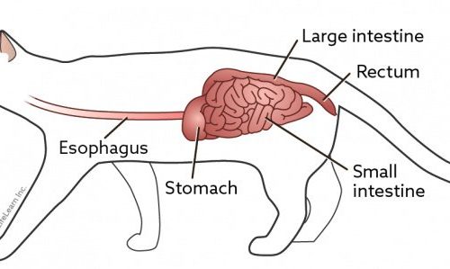 Constipation in a cat or a cat: what to do?