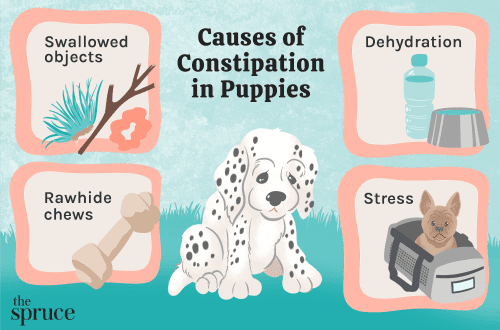 Constipation in a dog. What to do?
