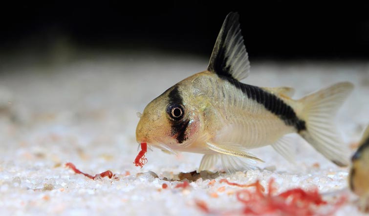 Contents of catfish Corydoras