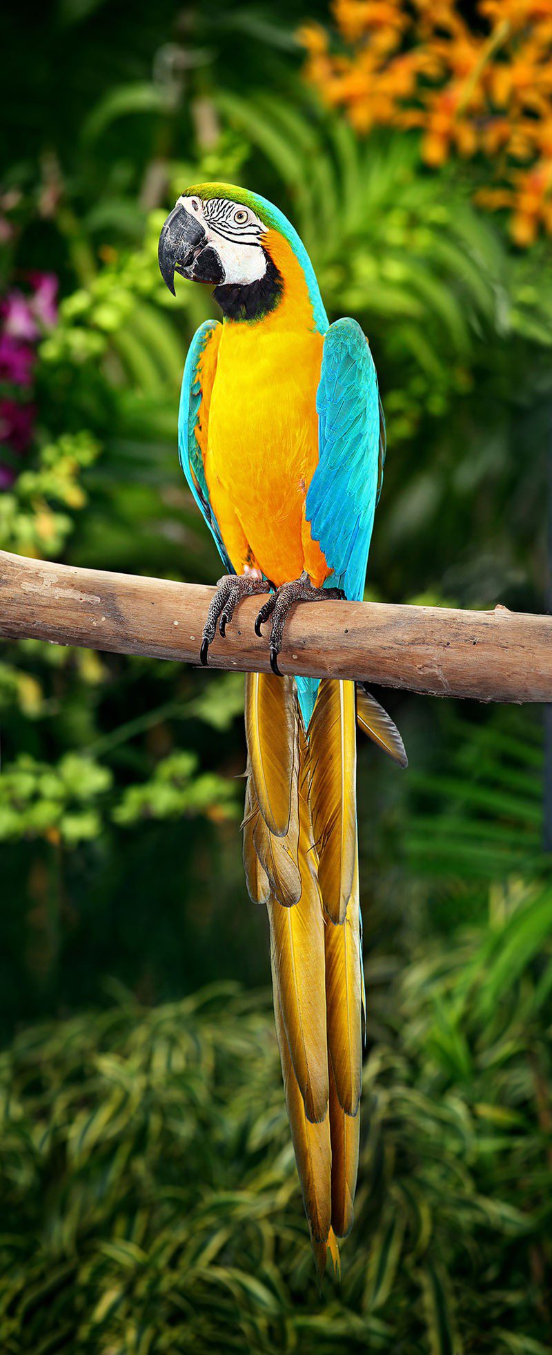 Cuntenutu di u pappagallo Macaw