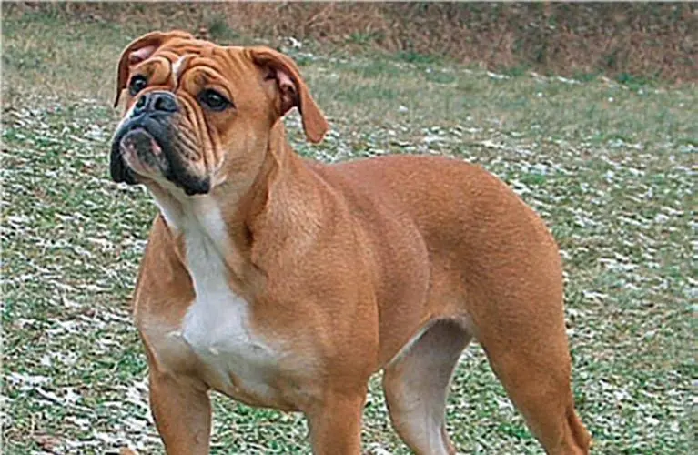 Continental Bulldog