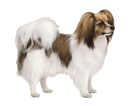 Continental Toy Spaniel