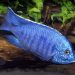 Copadichromis light back