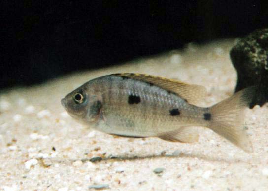 Copadichromis azureus