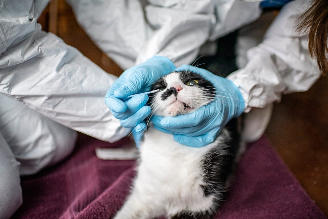Coronavirus in cats: treatment, symptoms, danger to humans