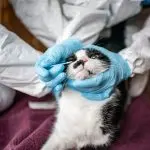 Coronavirus in cats: treatment, symptoms, danger to humans